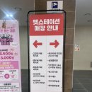 부산고양이분양 브라비펫 펫스테이션점 이미지