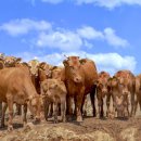 축복한우 이미지