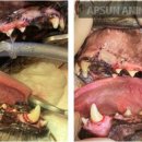 앞선동물병원 이미지