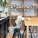푸드카페다와 | 부산 동구 수정동 캐트 카페 프렌치토스트가 유명한 애견동반카페 솔직후기