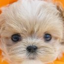 유어펫 강아지분양 고양이분양 본점 이미지