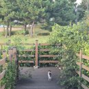 투마이퍼피 이미지