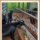 명품염소농장 | 남양주 염소고기 파는곳 고민 끝! 초코농장 후기 &amp; 가격 총정리