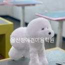 정애견미용학원 네이버블로그