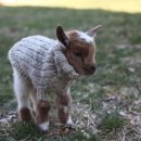 아기염소 이미지