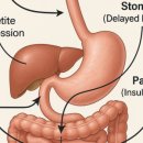 나에게 맞는 다이어트는 따로 있다 이미지
