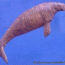 매너티 &gt; 듀공 &gt; 바다코끼리 &gt; 바다사자 &gt; 크기비교해보세요 ^^어마어마한녀석들 이미지