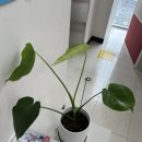 식물이야기 | 하나의 잎줄기로 시작한 몬스테라 성장기 &amp; PLA 식물 지지대 수태봉 추가 후기