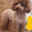브로컬리헤어 이미지