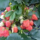 미라농원 이미지