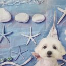 꽃보다 Dog 이미지