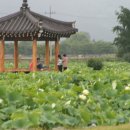 조남농장 Daum카페
