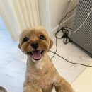 펫스타일 | 말티푸 미용스타일 6mm 스포팅 짧은 곰돌이컷 몽셀펫살롱