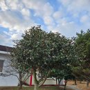 마산면사무소 이미지