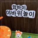 부산애견호텔 강아지 유치원 맘바이 서면본점 이미지