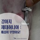 [아프리카동물메디컬센터] 강아지 배꼽탈장(강아지 제대허니아) 교정 수술 후기