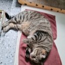 딩글딩글고양이 이미지