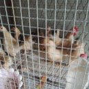 창석농장 이미지