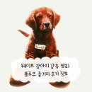 플루크 | 웨이브 강아지 감동 영화 플루크 줄거리 후기 정보