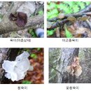 보편적으로 식용되고 있는 야생버섯 종류 이미지