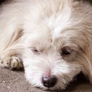 이산동물의료센터 이미지