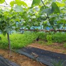 승지농장 이미지