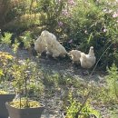 백봉농장 이미지