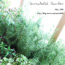 로즈마리 화원 이미지