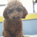 왈왈이발소 이미지