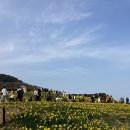 [공지] 2025년 부산 오륙도 수선화 개화 상황. 이용 후기. 주차 정보. 부산 봄꽃 명소. 오륙도 스카이워크.