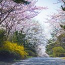 호텔체리블러썸 이미지