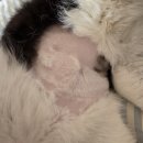 온누리동물병원 | [광주 서구] 풍암동 온동물병원 고양이 첫 건강검진 후기 | 고양이 대기실 | 온누리 가능