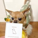 댕댕어썸 이미지