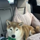 별하나유치원 | [바우라움 강아지유치원&amp;호텔 메인캠퍼스] 시바견 후쿠 강남강아지유치원 행동상담 후기