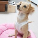어라운드 퍼피 이미지