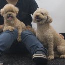 웬만해선 개들을 막을 수 없다 이미지