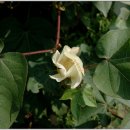 목화공원3 이미지