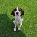 화훼장식 및 공간장식(센터피스&가드닝) | 퇴사 후, 새로운 인생계획 세우기 (feat.화훼장식기능사)