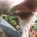 계룡애견 이미지