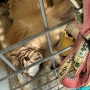 누리켄넬 이미지