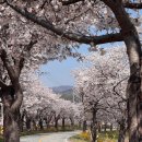 은석초등학교 | 천안 위례 벚꽃축제 드라이브 코스 주차정보 현황 후기