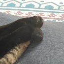 개거품그루밍 | 고양이 췌장염 증상 병원비 치료 후기