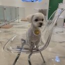 초롱이 애견 미용샵 이미지