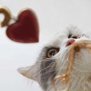 나만 없어 고양이 이미지