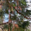 장성 치유의 숲에 앉아 나무 향기를 맡는다. 편백·삼나무 300만 그루가 스트레스 해소 물질 ‘피톤치드’를 뿜어낸다 이미지