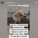 절미 강아지 인스타 보는데 개빡친다 이미지