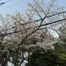 CU(벚꽃점) 이미지