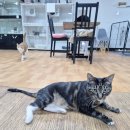 동물보육원 안산지부 이미지