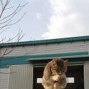 고양이세수 이미지