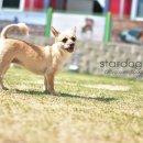 스타독스 이미지